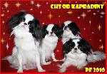 Chovatelska stanice ps�: OD KAPRADINY